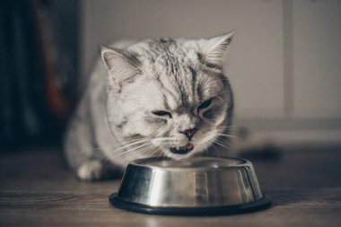 Güzel gri İngiliz kedisi ahşap zeminde metal bir kaseden et yiyor. Sevimli evcil hayvan.