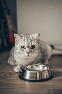 Sevimli gri tekir kedicik kuyruğu metal kaseye yakın duruyor ve karanlık arka planda kameraya bakıyor. Tatlı safkan kedi yavrusu ölüyor.