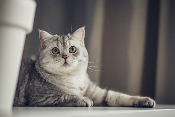 Beautiful grey tabby cat lying on white table with house plant pot, British Shorthair cat, adorable and funny pe