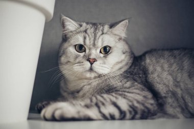 İngiliz Shorthair Kedisi, gri arka planda sulu bir saksının yanında oturuyor. Safkan ca için konsept reklamcılık ve vitaminler