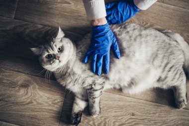 Hasta İngiliz kedilerini tedavi etmek için veteriner, hayvan sağlığı konseptini korumak, ahşap döşeme üzerinde hayvan hastanesi