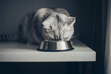 Adorable grey tabby british kitty standing with tail up close to metal bowl with feed and looking in camera on dark background. Cute purebred kitten going to ea clipart