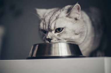 Sevimli gri tekir kedicik kuyruğu metal kaseye yakın duruyor ve karanlık arka planda kameraya bakıyor. Tatlı safkan kedi yavrusu ölüyor.