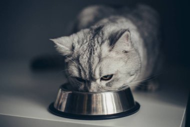 Sevimli gri tekir kedicik kuyruğu metal kaseye yakın duruyor ve karanlık arka planda kameraya bakıyor. Tatlı safkan kedi yavrusu ölüyor.