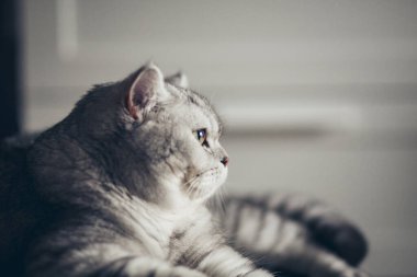 Genç sevimli kedi siyah sandalyede dinleniyor. İngiliz Shorthair soya kedisine mavi gri fu