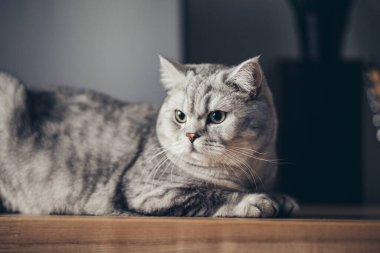 Bir İngiliz gri kedisi rafta yatar ve gözleri kapalı uyur ve ön pençelerini çeker. Sığ odak ve koyu bulanık arkaplan