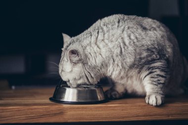 Güzel gri İngiliz kedisi metal bir kâsede yemek yiyor. Sevimli evcil hayvan.