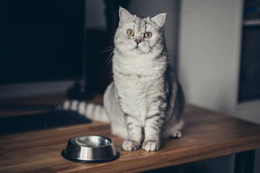 İçeride yemek kasesinin yanında sevimli bir İngiliz kedisi var. Evcil araba.