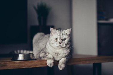 Aç gri İngiliz kedisi evde yemek kasesinin yanında oturuyor ve...