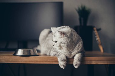Aç gri İngiliz kedisi evde yemek kasesinin yanında oturuyor ve...