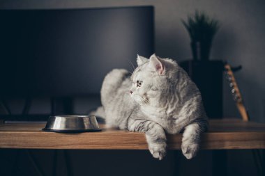 Sevimli gri tekir kedicik kuyruğu metal kaseye yakın duruyor ve karanlık arka planda kameraya bakıyor. Tatlı safkan kedi yavrusu ölüyor.