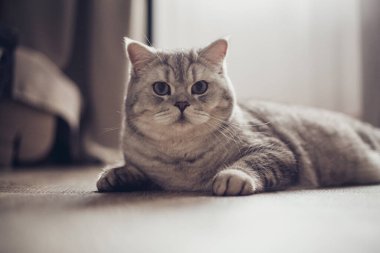 1 yaşındaki mavi İngiliz kısa hava kedisinin portresi. Kameraya bakıyor. Ahşap zemin üzerinde bir ışık odasını şaşırttı ya da şaşırttı.