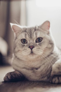 1 yaşındaki mavi İngiliz kısa hava kedisinin portresi. Kameraya bakıyor. Ahşap zemin üzerinde bir ışık odasını şaşırttı ya da şaşırttı.