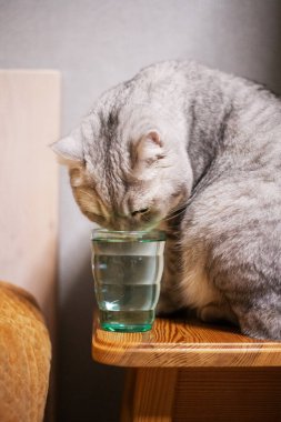 Beyaz-gri İngiliz kedisi bardaktan su içiyor. Kedi susamış hissediyor. Evcil kedi evde. Sevimli tip