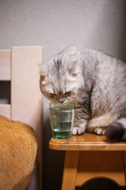 Beyaz-gri İngiliz kedisi bardaktan su içiyor. Kedi susamış hissediyor. Evcil kedi evde. Sevimli tip