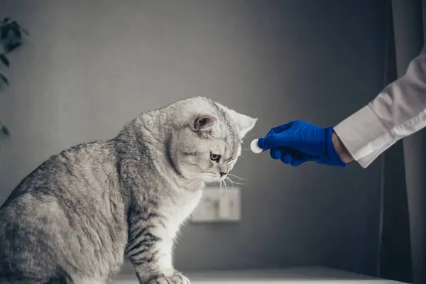 Veteriner, veteriner Clini 'deki sevimli İngiliz kediye hap veriyor.