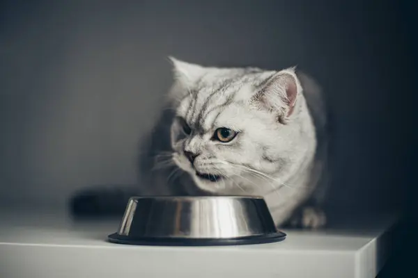 Adorable british cat near bowl of food indoors. Pet car