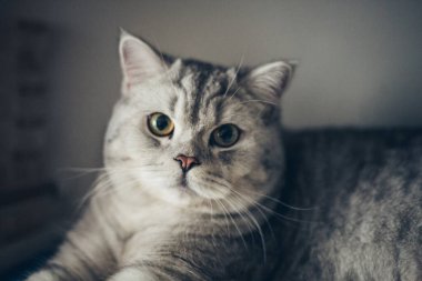 Bir İngiliz gri kedisi rafta yatar ve gözleri kapalı uyur ve ön pençelerini çeker. Sığ odak ve koyu bulanık arkaplan