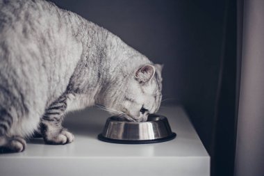 Sevimli gri tekir kedicik kuyruğunu metal kaseye yakın ve koyu arkaplanda duruyor. Tatlı, aç, safkan kedi yavrusu ölüyor.