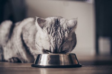 Ahşap zeminde kaseden yiyen gri İngiliz çizgili şişman kedi. Mutfakta metall kaseli şirin safkan kedi yavrusu. Tatlı safkan gri kedi iyi beslenmiş yatıyor ve savaşa bakıyor.