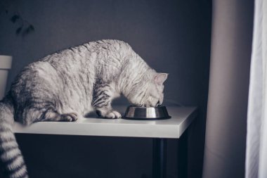 Aç gri tekir İngiliz kedisi veteriner kliniğinde metal kaseden ıslak yemek yiyor. Aşı ve sağlık kontrolü