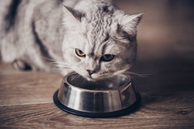 Ahşap zeminde kaseden yiyen gri İngiliz çizgili şişman kedi. Mutfakta metall kaseli şirin safkan kedi yavrusu. Tatlı safkan gri kedi iyi beslenmiş yatıyor ve savaşa bakıyor.