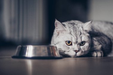 Sevimli gri tekir kedicik kuyruğunu metal kaseye yakın ve koyu arkaplanda duruyor. Tatlı, aç, safkan kedi yavrusu ölüyor.