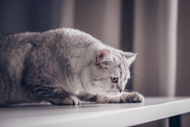 Gri arka planda komik İngiliz tekir kedi portresi. Gri renkli, kabarık kürklü, kopyalama alanı olan. Pankart ve reklam