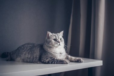 Gri arka planda komik İngiliz tekir kedi portresi. Gri renkli, kabarık kürklü, kopyalama alanı olan. Pankart ve reklam