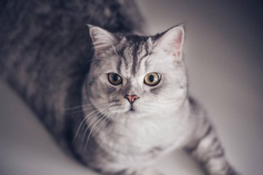 İngiliz Shortair kedi portresini kapatın. Fotokopi aletiyle arka planda şok olmuş ya da şaşırmış görünün. Veteriner kliniği reklamı