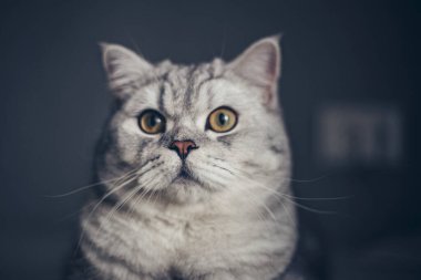 İngiliz Shortair kedi portresini kapatın. Fotokopi aletiyle arka planda şok olmuş ya da şaşırmış görünün. Veteriner kliniği reklamı