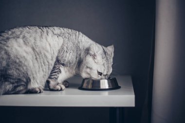 Sevimli gri tekir kedicik kuyruğunu metal kaseye yakın ve koyu arkaplanda duruyor. Tatlı, aç, safkan kedi yavrusu ölüyor.