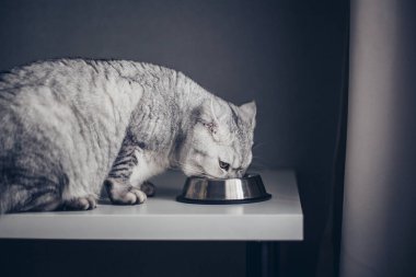 Adorable grey tabby british kitty standing with tail up close to metal bowl with feed and on dark background. Cute hungry purebred kitten going to ea clipart