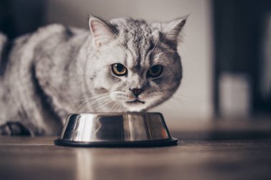 Ahşap zeminde kaseden yiyen gri İngiliz çizgili şişman kedi. Mutfakta metall kaseli şirin safkan kedi yavrusu. Tatlı safkan gri kedi iyi beslenmiş yatıyor ve savaşa bakıyor.