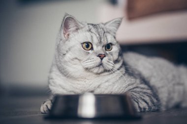 Sevimli gri tekir kedicik kuyruğu metal kaseye yakın duruyor ve karanlık arka planda kameraya bakıyor. Tatlı safkan kedi yavrusu ölüyor.