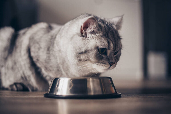 Gray british fat striped cat eating from bowl on wooden floor. Cute purebred kitten on kitchen with metall bowl. Cute purebred gray cat lies well-fed and look awar