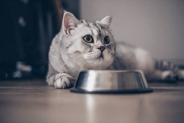 Adorable grey tabby british kitty standing with tail up close to metal bowl with feed and on dark background. Cute hungry purebred kitten going to ea