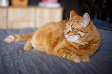 Güzel kırmızı kedi, yakın plan. Zencefilli komik kedi kameraya bakıyor ve yatak odasında dinleniyor.