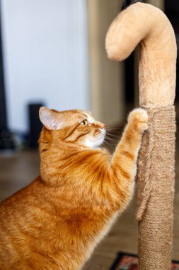 Kırmızı şişman kedi tırmalama kazığında pençelerini keskinleştirir.