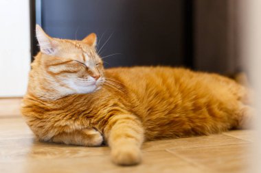 Öğleden sonra güzel, uykucu, şişman, turuncu kediyi odanın zemininde kapat. Kızıl kedicik uyuyor ve evde dinleniyor.