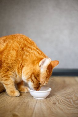 Kırmızı, kızıl, çizgili kedi pencere pervazında kaseden yiyor. Mutfakta beyaz kaseli şirin safkan kedi yavrusu. Tatlı safkan kırmızı kedi iyi beslenmiş ve dinleniyor.