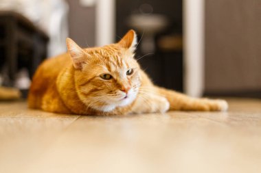 Ahşap zeminde duran güzel kırmızı bir kedi safkan. Yüzünde kibirli bir ifade olan kızıl kedi.