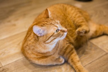 Şişko kızıl kedi tekir içerde eğleniyor, şakacı, ahşap zemin, ürpertici, rahatlatıcı, eğlenceli, avlanıyor