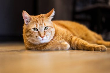 Ahşap zeminde duran güzel kırmızı bir kedi safkan. Yüzünde kibirli bir ifade olan kızıl kedi.