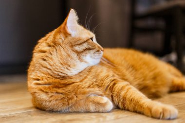 Şişko kızıl kedi tekir içerde eğleniyor, şakacı, ahşap zemin, ürpertici, rahatlatıcı, eğlenceli, avlanıyor