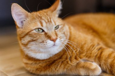 Ahşap zeminde duran güzel kırmızı bir kedi safkan. Yüzünde kibirli bir ifade olan kızıl kedi.