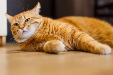 Ahşap zeminde duran güzel kırmızı bir kedi safkan. Yüzünde kibirli bir ifade olan kızıl kedi.