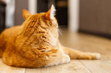 Kırmızı tekir kedi arka planda fotokopi alanı ile oturuyor. Sevimli evcil hayvan boynu.