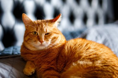 Kırmızı kızıl kedi odada bir yatakta yatıyor.