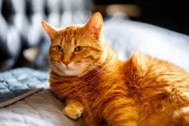 Siyah Arkaplanda Ginger Cat 'in sevimli portresi, profil görüntüsü. Yatakta yatan kırmızı kedi yavrusu aç ve gevşemiş.